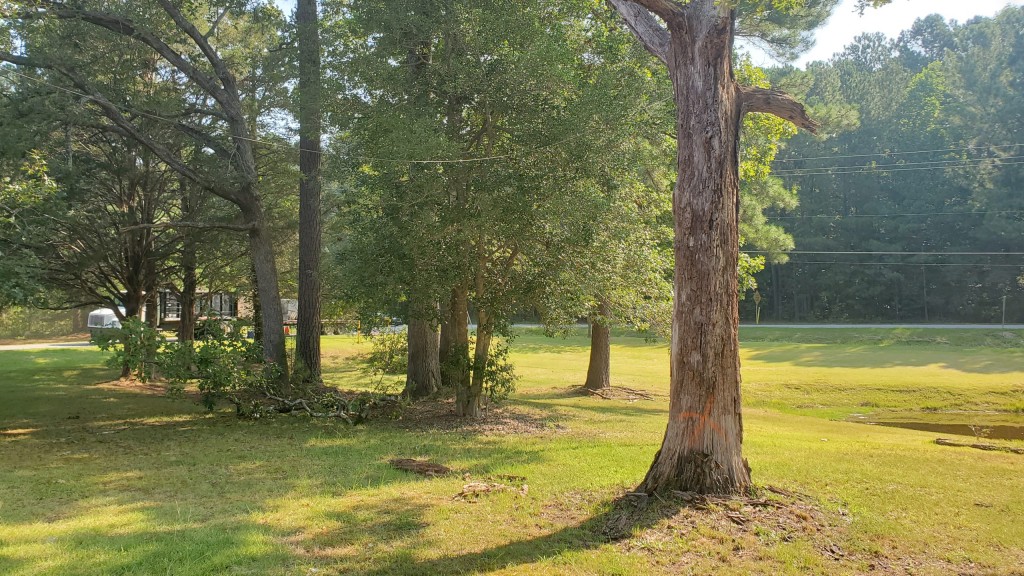 Tree Removal