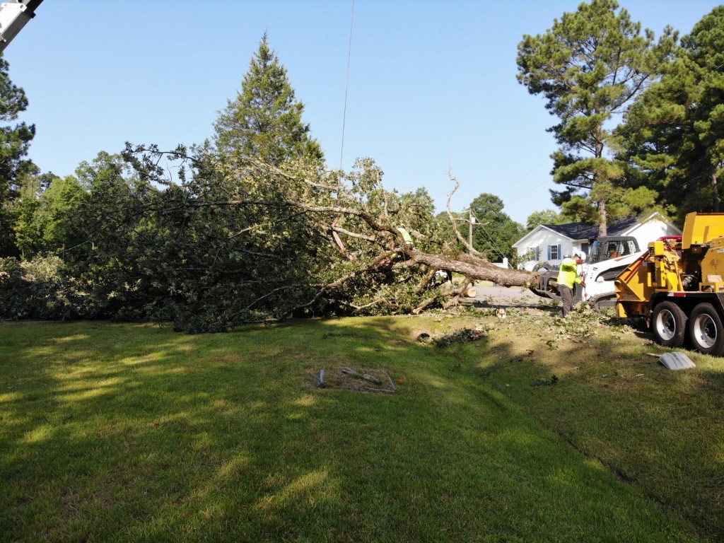 Tree Removal
