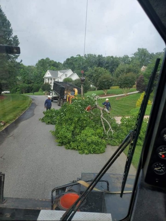 Tree Removal