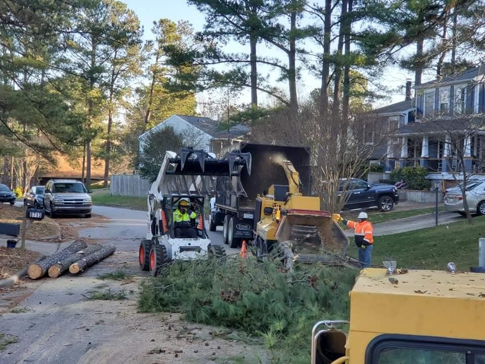 Tree Removal