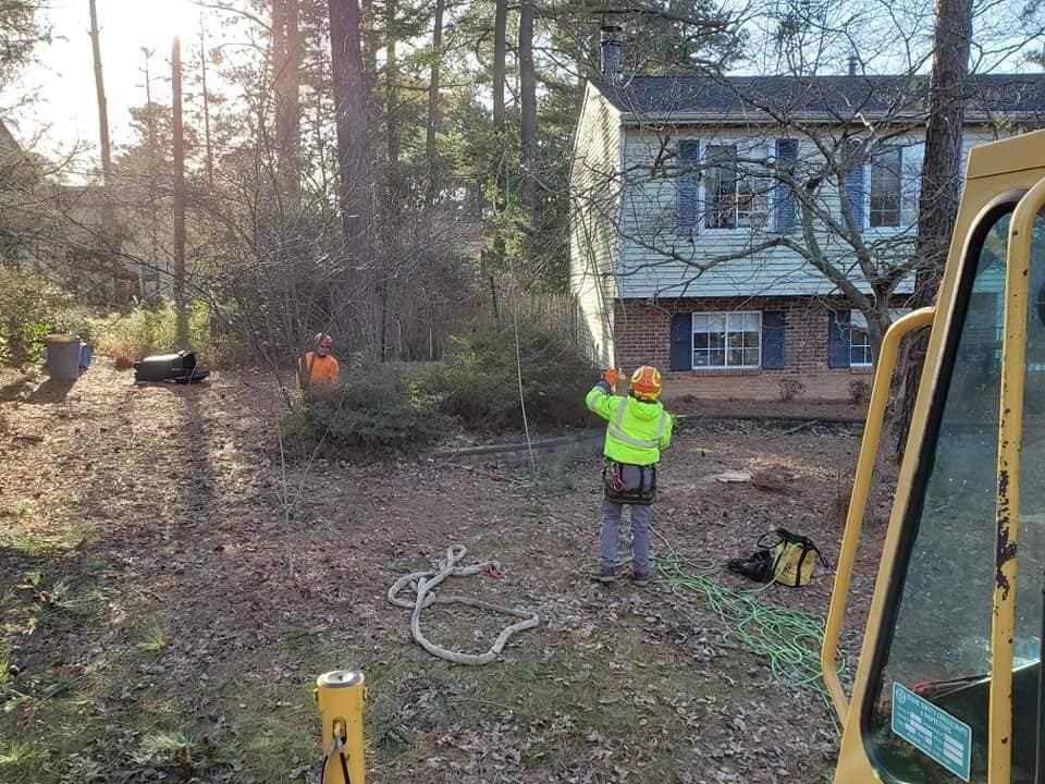 Tree Removal