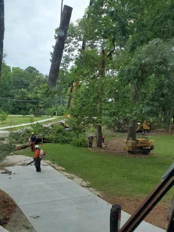 Tree Removal