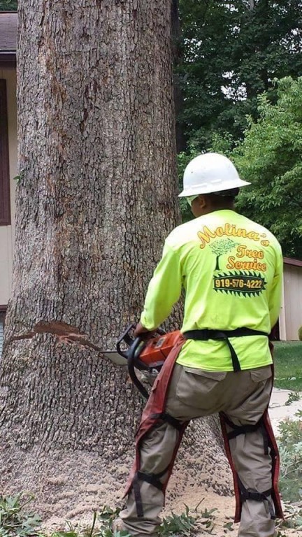 Tree Removal