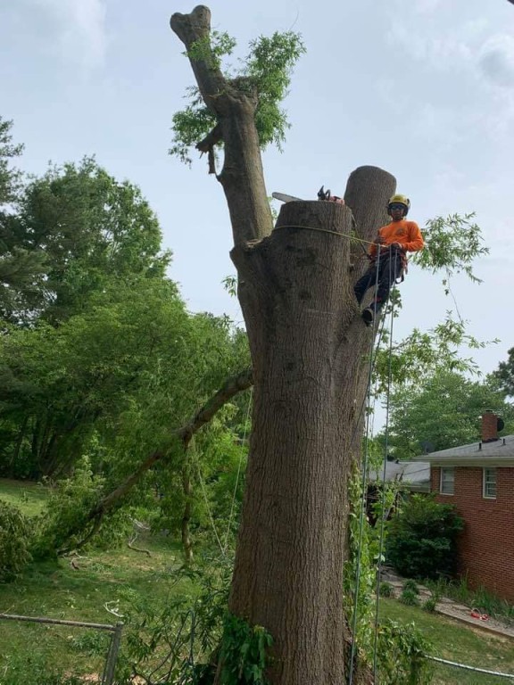 Tree Removal