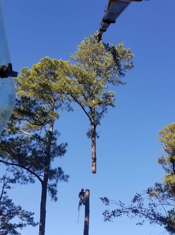Crane Tree Service