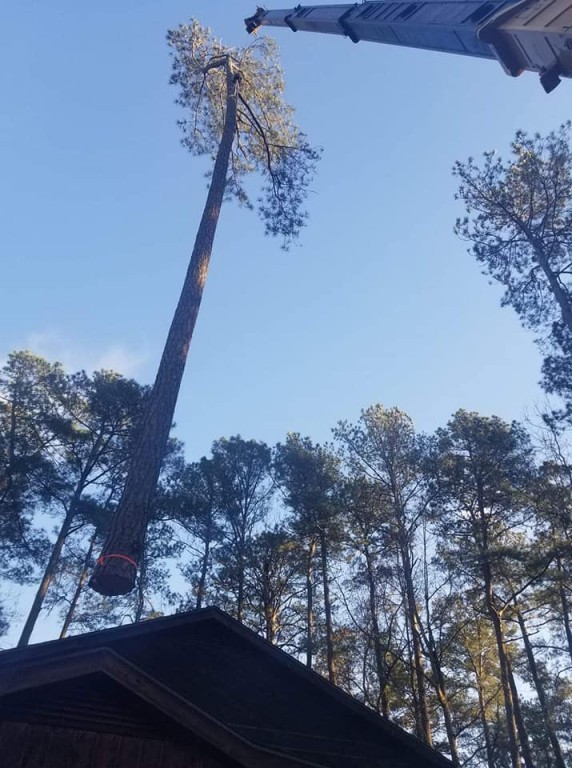 Crane Tree Service