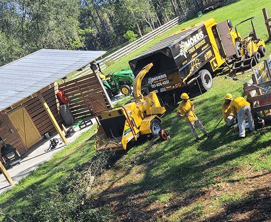 Tree Service