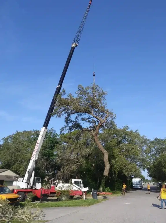 Tree Service