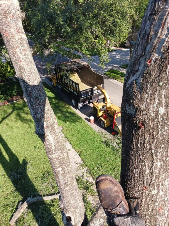 Tree Service