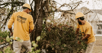 Tree Service