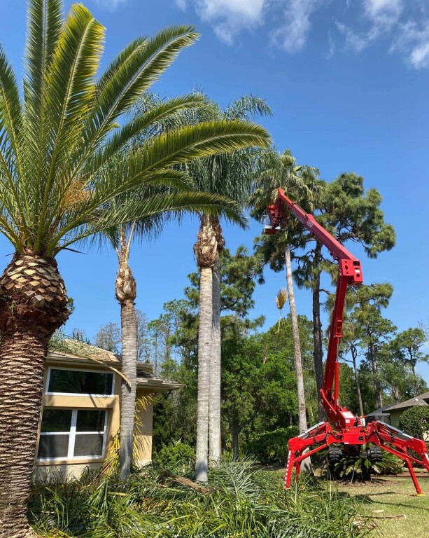 Tree Service
