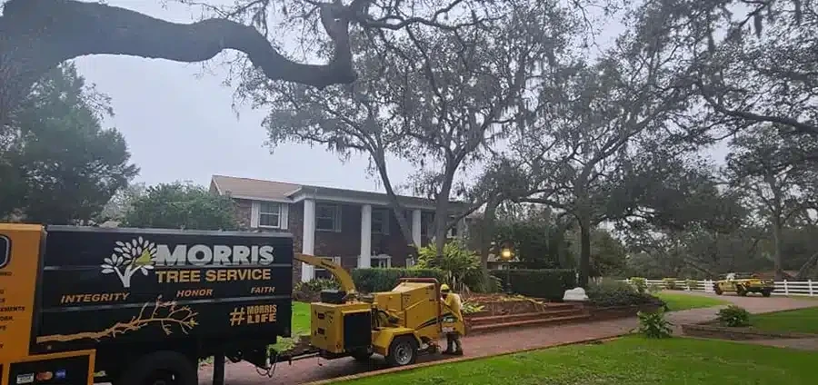 Tree Service